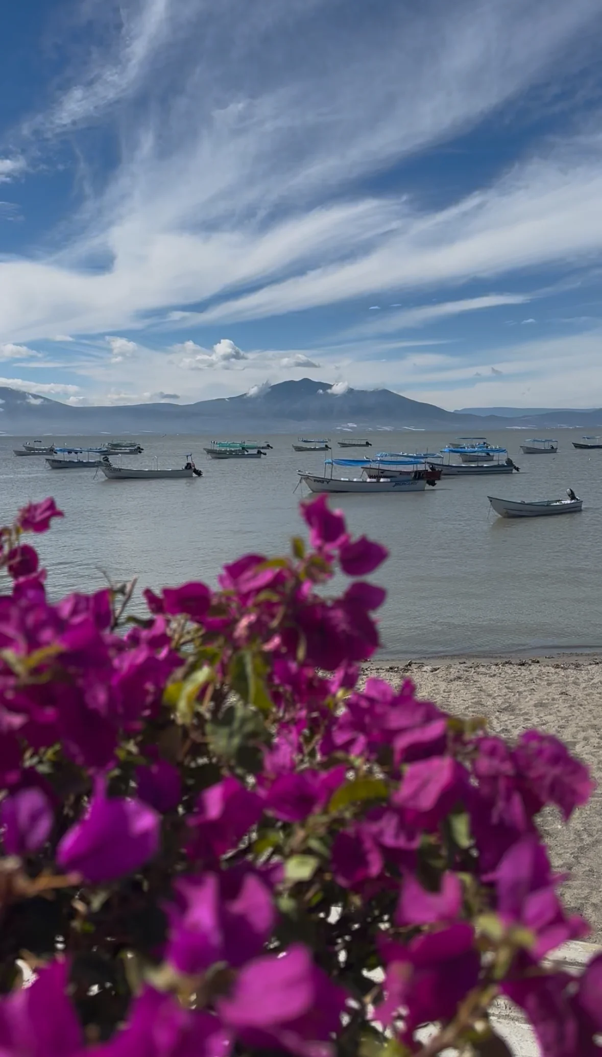 Bugambilias y lago de Chapala